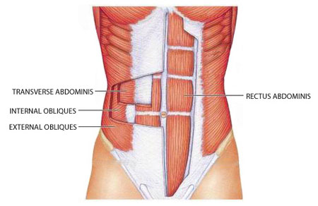 Abdominal Muscles Diagram