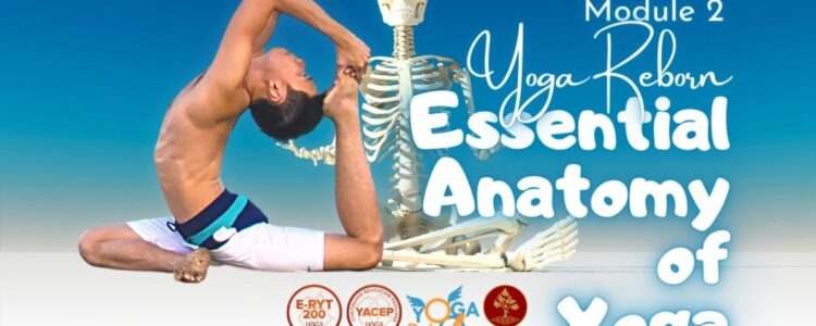 Essential Anatomy of Yoga with Ed – Phuket 2022