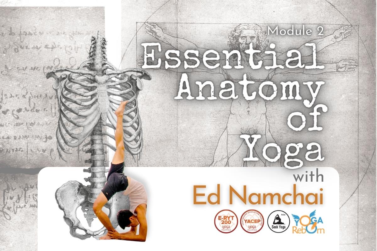 Essential Anatomy of Yoga with Ed Namchai - Rayong 2022